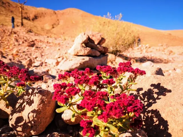 Arica