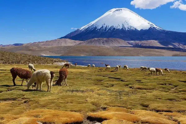 Alpacas en orilla del lago Chungara
