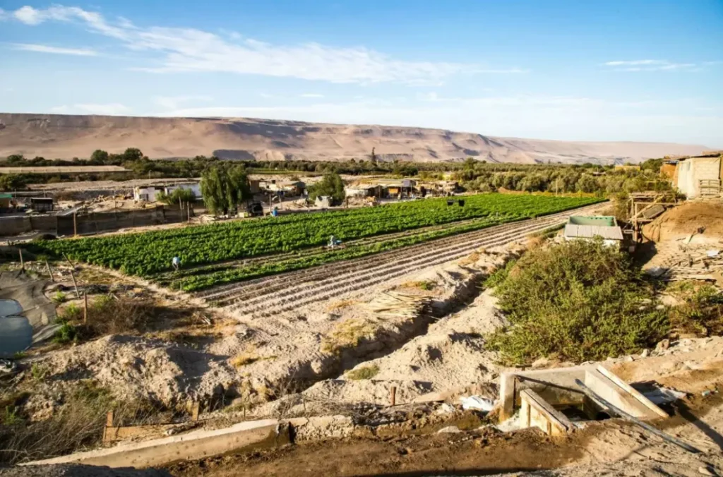 Valle de Azapa