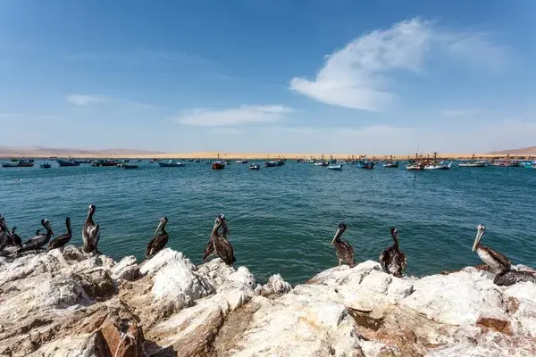 Paracas